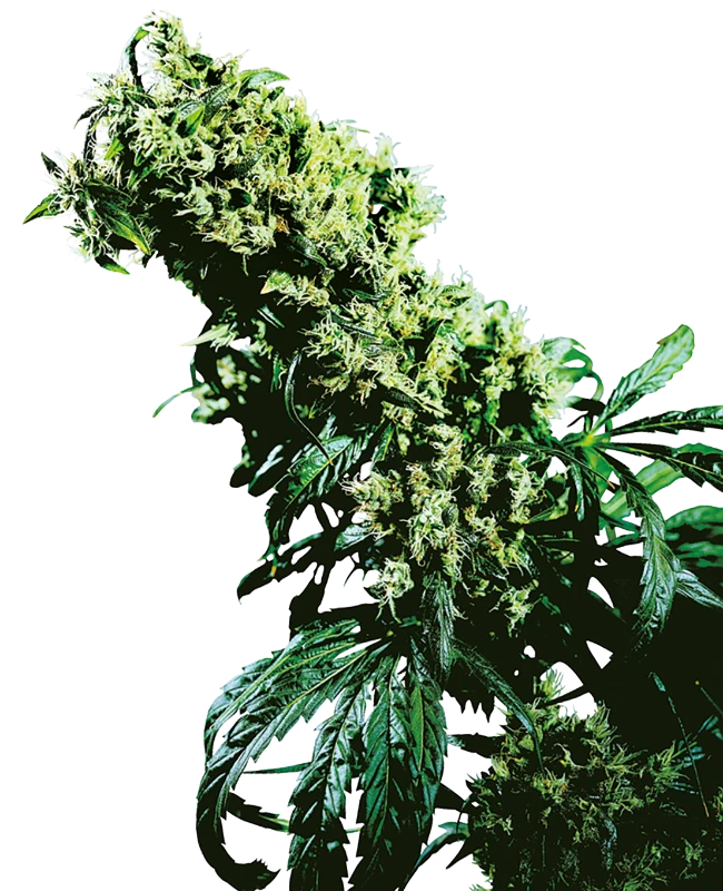 12 Jack 47 by Sweet Seeds Feminized seeds