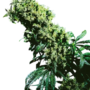 Northern Lights #5 x Haze Feminized Seeds