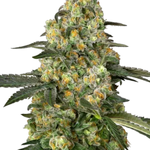 Tropicanna Banana by Barneys Farm Feminized Seeds