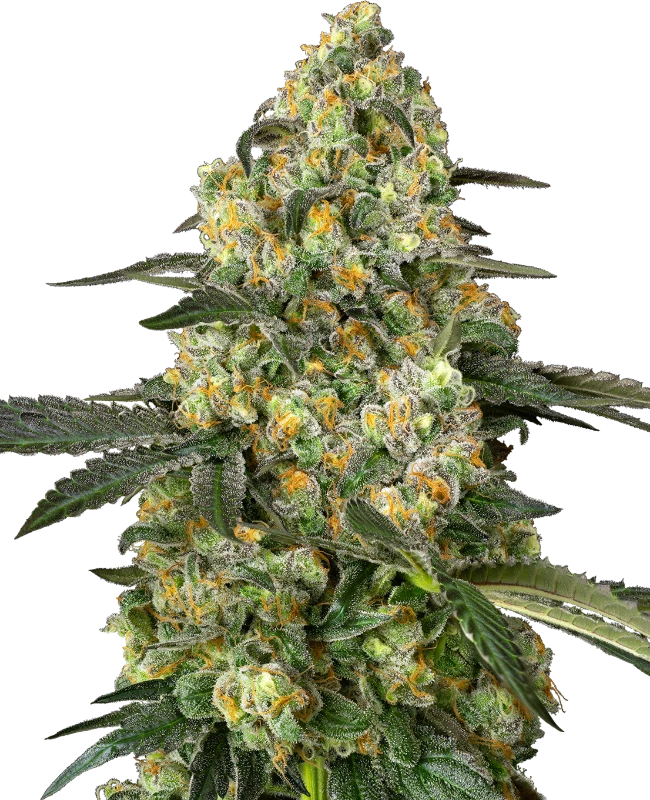 Tropicanna Banana by Barneys Farm Feminized Seeds