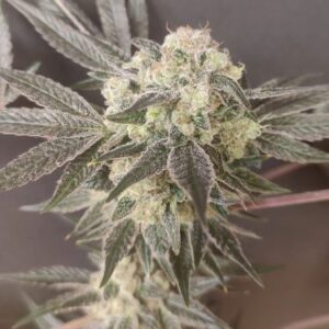 No Name | Medical Seeds Feminized Seeds