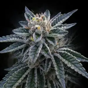 12 Bakers Delight seeds by DNA Genetics Feminized Seeds