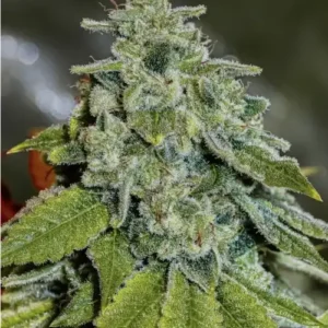 Buy Legend OG x LA KushCake | Jungle Boys Feminized Seeds
