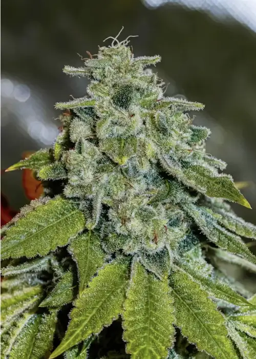 Buy Legend OG x LA KushCake | Jungle Boys Feminized Seeds