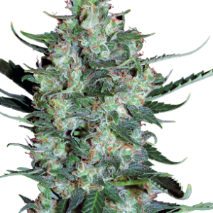 12 AK 47 seeds from Serious Seeds Regular Seeds