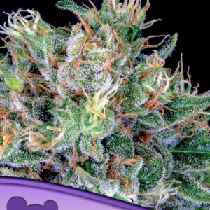 Amnesia Flash seeds