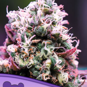 Amnesia Flash Auto