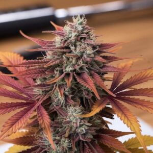 Amoretto Sour: Seed Junky Genetics