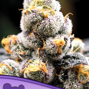Anesia Scout Cookies seeds