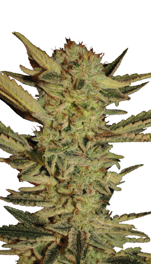 12 Chronic by Serious Seeds Regular seeds