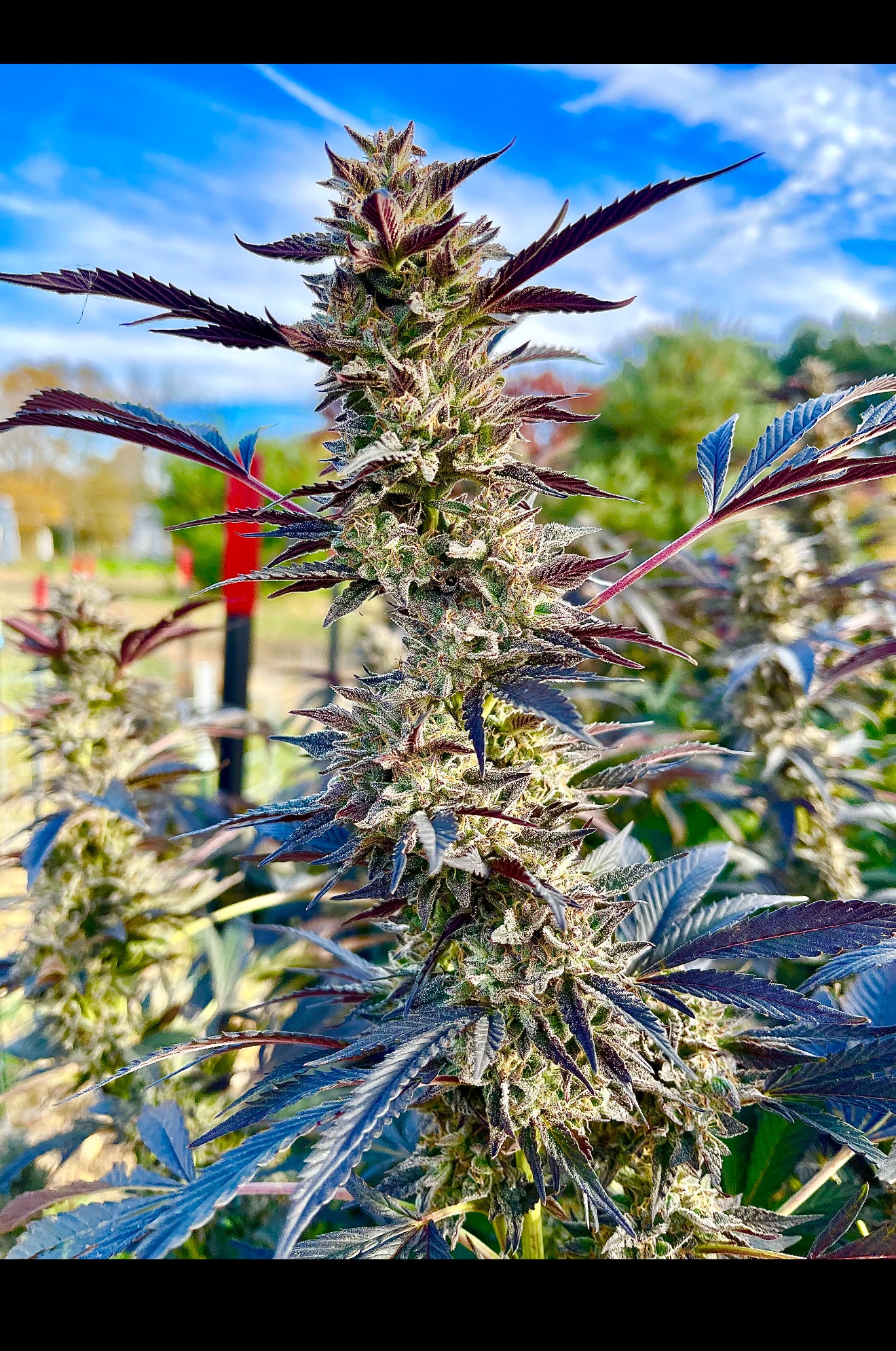 12 Sweet Mimosa XL Auto by Sweet Seeds Autoflowering seeds