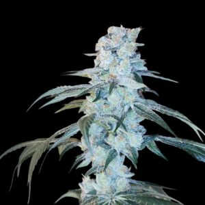 12 Dark Devil Auto by Sweet Seeds Autoflowering Seeds