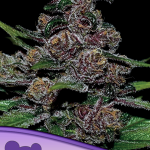 Auto Blackberry Moonrocks seeds