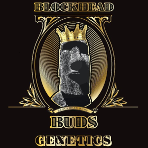 Buy Glazed Donutz x John Truffolta | BlockHead Buds Feminized Seeds