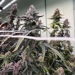 Buy Berry Bonds | BlockHead Buds Regular Seeds