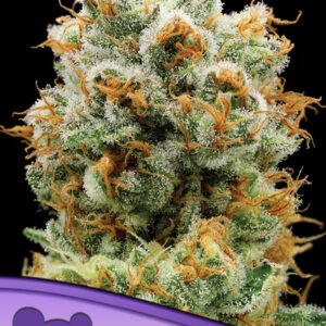 Bola Mintz seeds