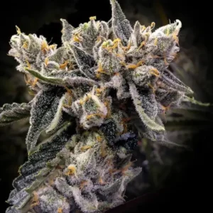 12 Tangie seeds by DNA Genetics Regular Seeds