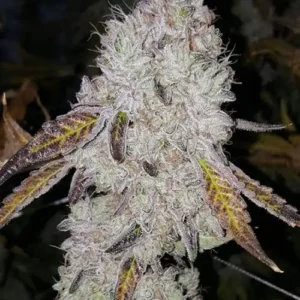 Bubble Spritz: Seed Junky Genetics 