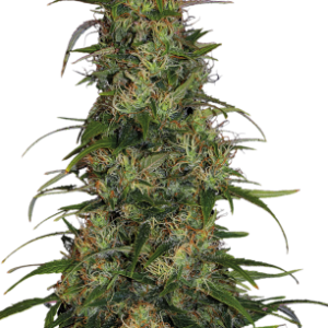 12 White Russian de Serious Seeds semillas Feminizadas