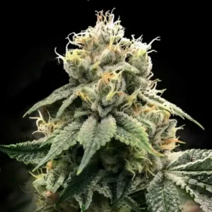 12 The Return of Chocolope seeds by DNA Genetics Feminized Seeds