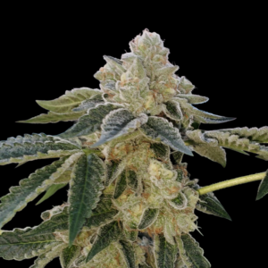 12 Red Mimosa XL Auto by Sweet Seeds Autoflowering Seeds