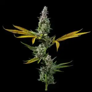 12 Lemon Skunk seeds by DNA Genetics Feminized Seeds