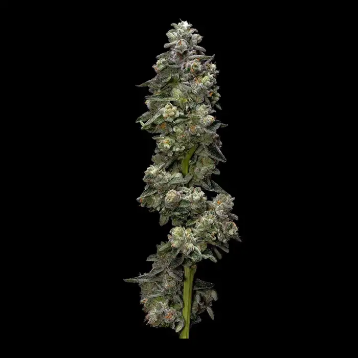 12 Kandy Kush seeds by DNA Genetics Feminized Seeds