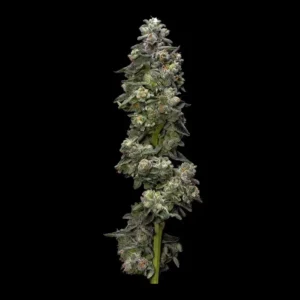 12 Honey Banana S1 seeds from DNA Genetics Feminized Seeds