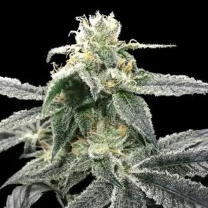 12 Chocolope seeds by DNA Genetics Feminized Seeds