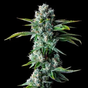 12 Bruised Bananas seeds from DNA Genetics Feminized Seeds