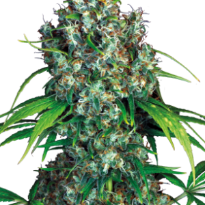 12 Bubble Gum by Serious Seeds Feminized Seeds