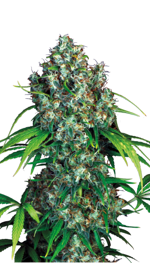 12 Bubble Gum by Serious Seeds Feminized Seeds