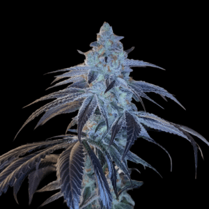 12 Bruce Banner Auto by Sweet Seeds Autoflowering Seeds