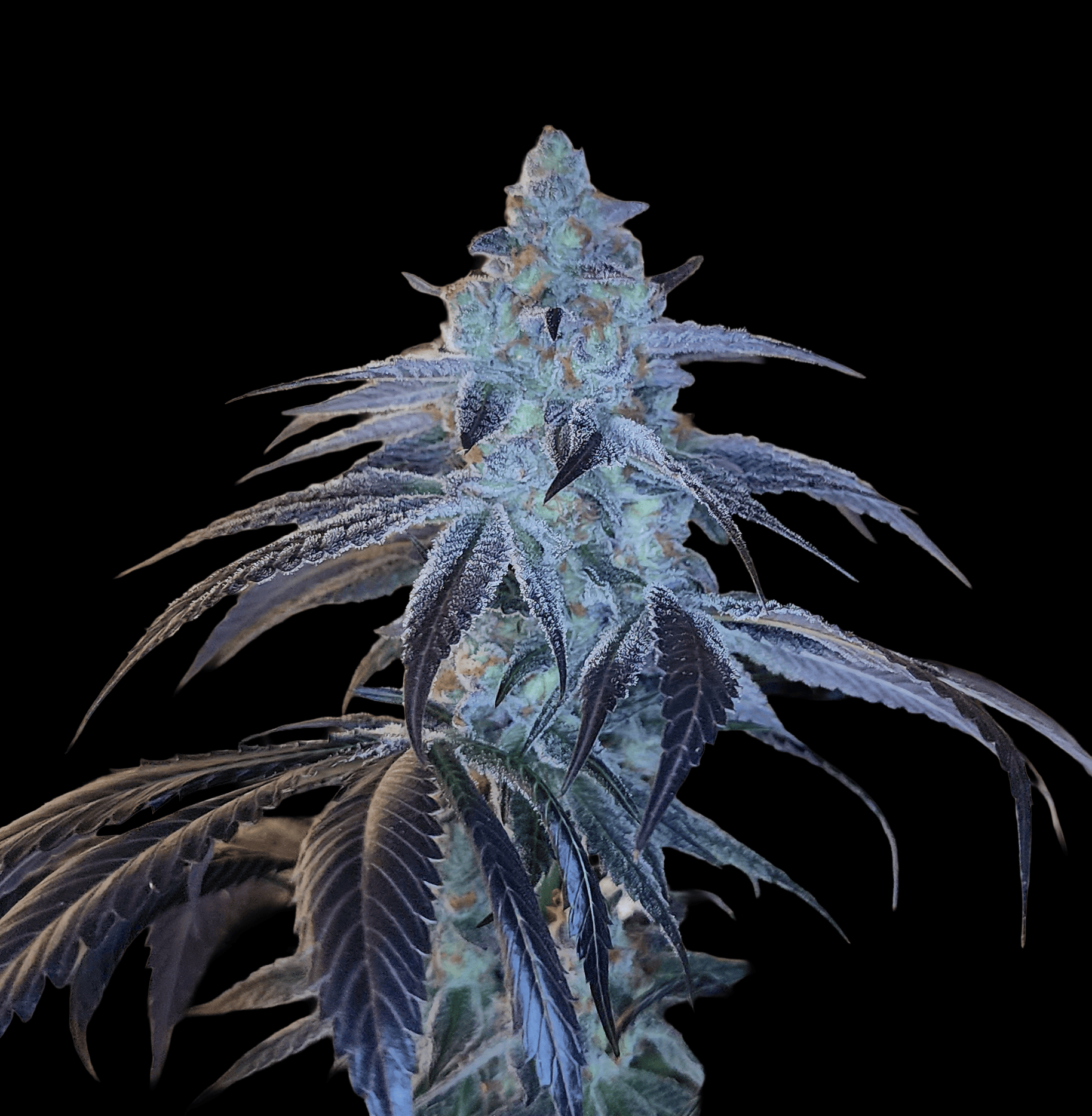12 Bruce Banner Auto by Sweet Seeds Autoflowering Seeds