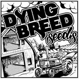 Buy Dirty Gak V.S. | Dying Breed Seeds