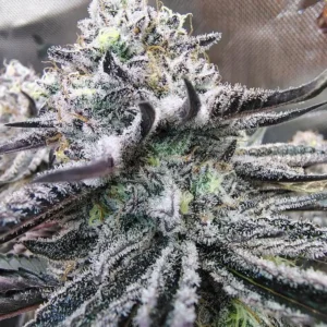 Buy Halle Berry 2.0 | BlockHead Buds Regular Seeds