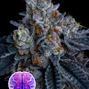 Giga Brain Auto seeds