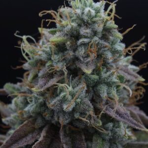 Buy LA Kush Cake #9 | Jungle Boys Regular Seeds
