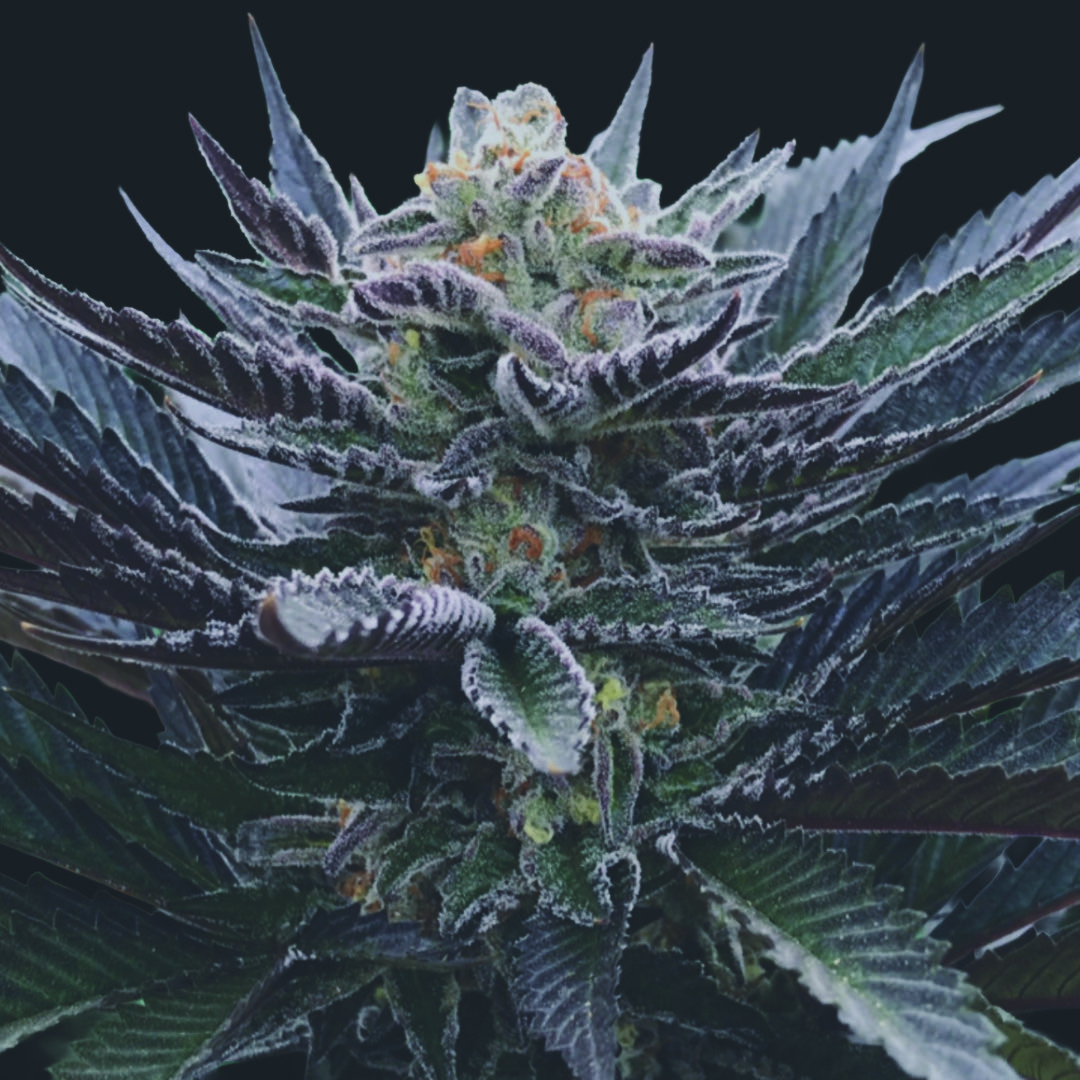 12 Crystal Candy Fast Version by Sweet Seeds Feminized seeds