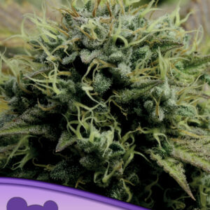 Hindu Kush, Landraces