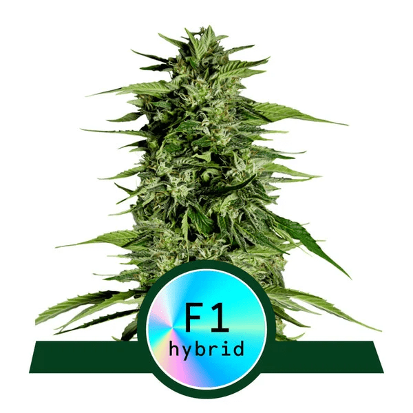 Royal Queen Seeds Hyperion F1 Auto Fem 12 seeds