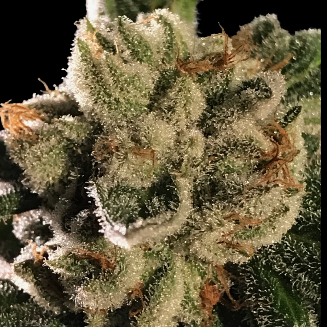 12 Black Jack Fast Version by Sweet Seeds Feminized seeds