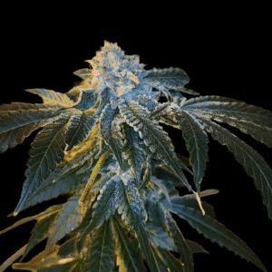 12 Gorilla Girl XL Auto by Sweet Seeds Autoflowering Seeds