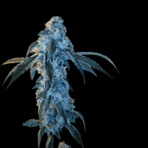 12 Gorilla Girl by Sweet Seeds Feminized seeds