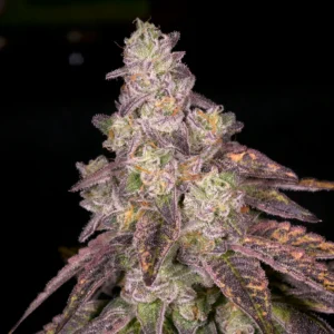 Corn Cob | Archive Seed Bank Regular Seeds