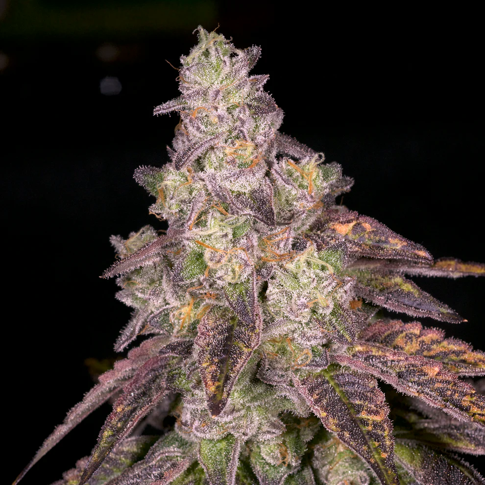 Corn Cob | Archive Seed Bank Regular Seeds