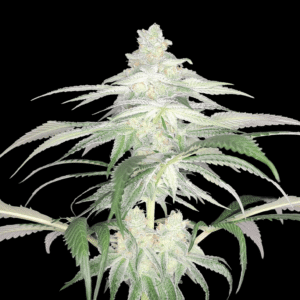 12 Do-Sweet-Dos by Sweet Seeds Feminized Seeds