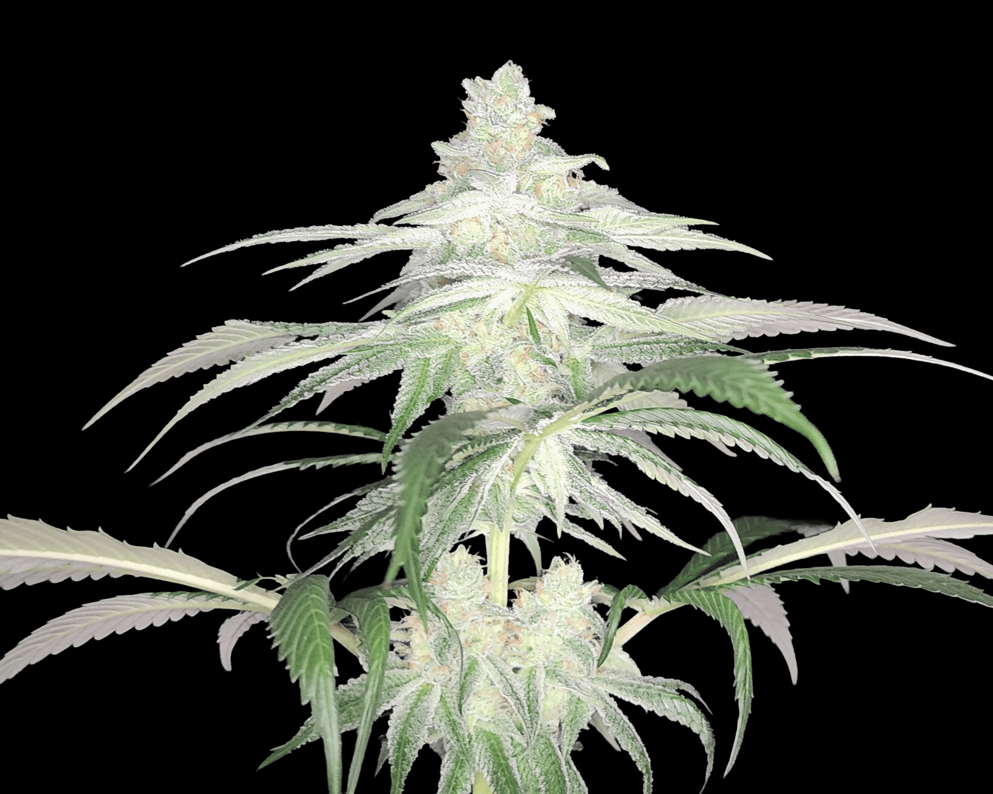 12 Do-Sweet-Dos by Sweet Seeds Feminized Seeds