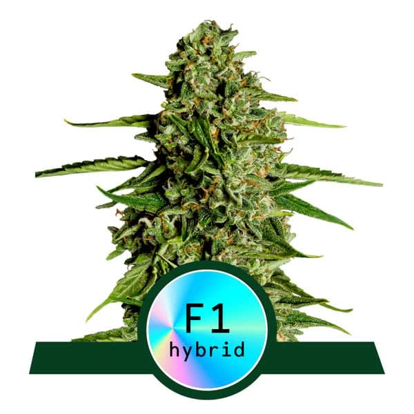 Royal Queen Seeds Medusa F1 Auto Fem 12 seeds