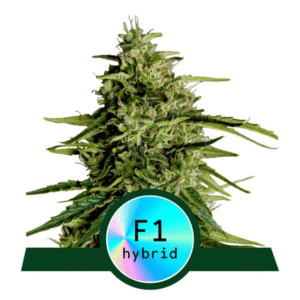 Royal Queen Seeds Milky Way F1 Auto Fem 12 seeds